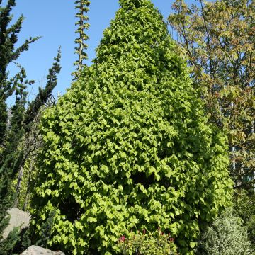 Valkopyökki Globus