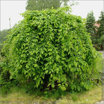 Valkopyökki Pendula