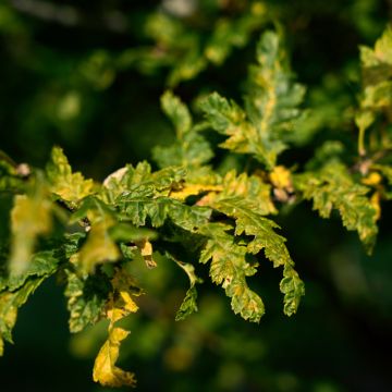 Valkopyökki Quercifolia