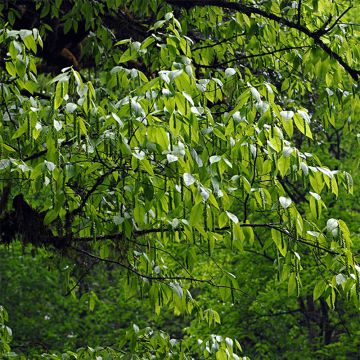 Valkopyöki - Carpinus fangiana