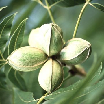 Pekaanihikkori - Carya illinoinensis
