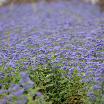 Jalorautaoksa Grand Bleu