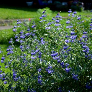 Jalorautaoksa Heavenly Blue