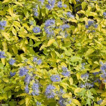 Rohtorautaoksa Sunshine Blue