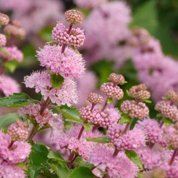 Jalorautaoksa Camara Pink