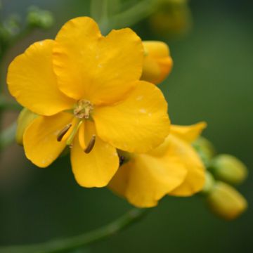 Kassia - Cassia x floribunda