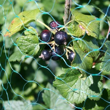 Mustaherukka - Ribes nigrum