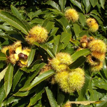 Jalokastanja - Castanea sativa