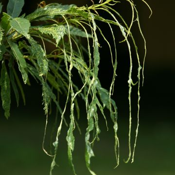 Jalokastanja Aspleniifolia