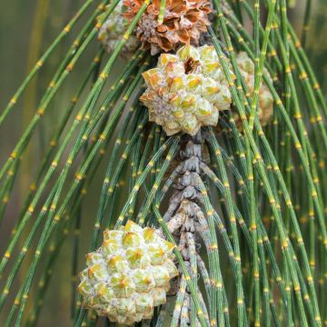 Jouhikasuariina - Casuarina equisetifolia