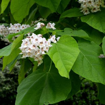 Alabamantrumpettipuu - Catalpa bignonioides