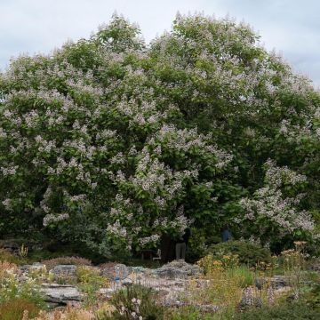 Risteymätrumpettipuu Purpurea