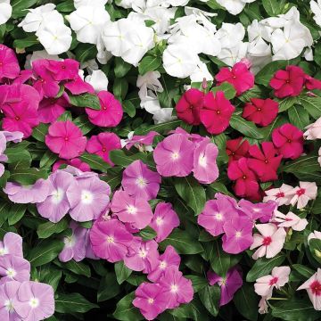 Ruusukatara Cora Cascade Mix