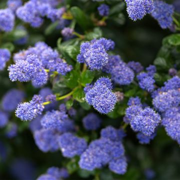 Sinipensas Autumnal Blue
