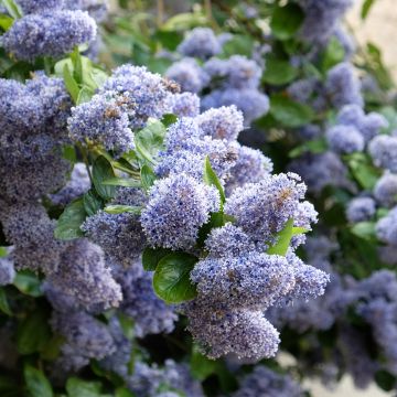 Sinipensas Trewithen Blue
