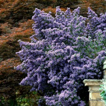 Sinipensas Puget Blue