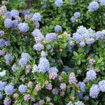 Sinipensas Blue Mound