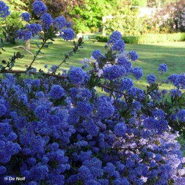 Sinipensas Blue Sapphire