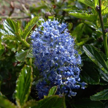 Sinipensas Burkwoodii