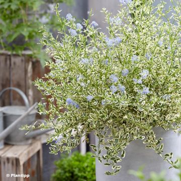 Sinipensas Cool Blue