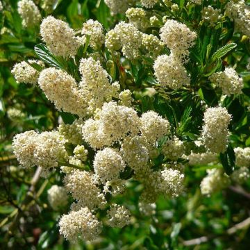 Sinipensas Millerton Point