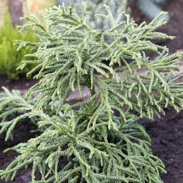 Sugi Spiralis