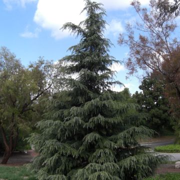 Himalajansetri - Cedrus deodara