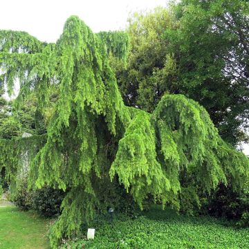 Himalajansetri Pendula