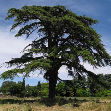 Libanoninseetri - Cedrus libani