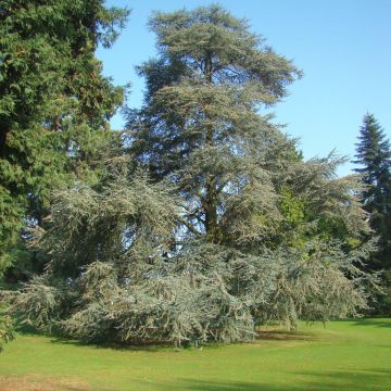 Libanoninseetri Glauca