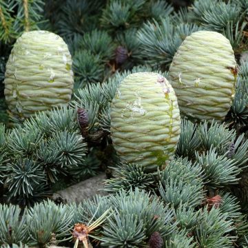 Himalajansetri (siemenet) - Cedrus deodara