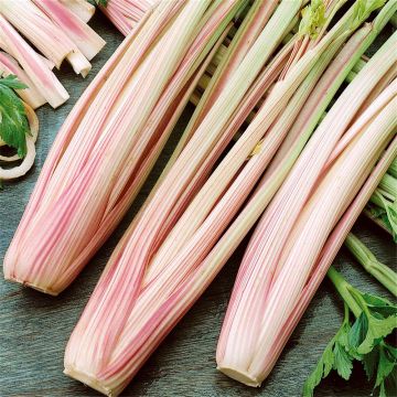 Ruotiselleri Peppermint Stick luomu - Ferme de Sainte Marthe