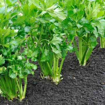 Ruotiselleri Golden Self Blanching 2