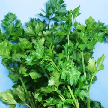 Yrttiselleri - Vilmorin - Apium graveolens