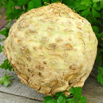 Mukulaselleri Goliath