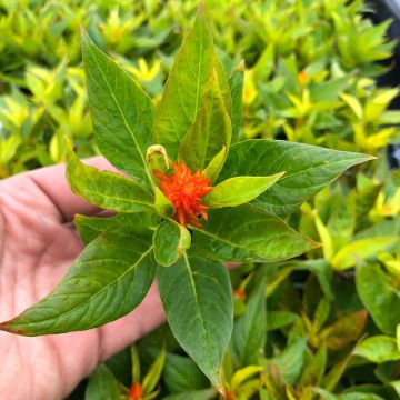 Kukonharja Kelos Fire Orange