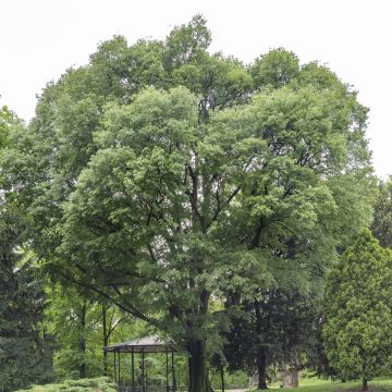 Euroopankeltis - Celtis australis