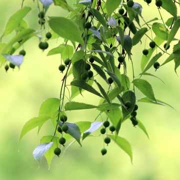Euroopankeltis (siemenet) - Celtis australis