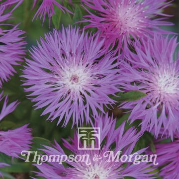 Huopakaunokki (siemenet) - Centaurea dealbata