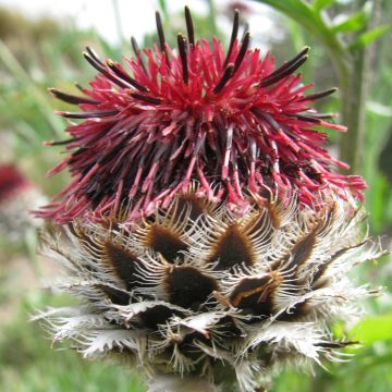 Kaunoki - Centaurea atropurpurea