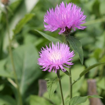Huopakaunokki - Centaurea dealbata