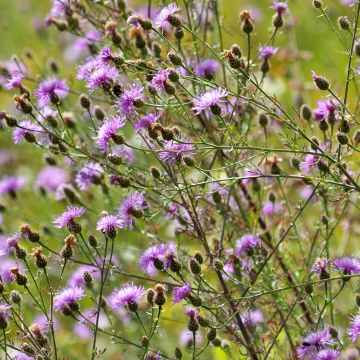 Ahdekaunokki - Centaurea jacea