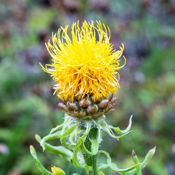 Keltakaunokki - Centaurea macrocephala