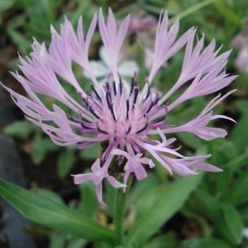 Vuorikaunokki Carnea
