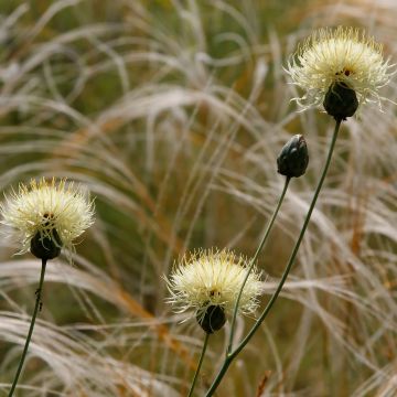 Ternikaunokki - Centaurea ruthenica