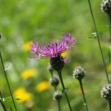 Ketokaunokki - Centaurea scabiosa