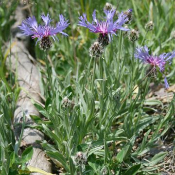 Kaunoki ssp. stricta