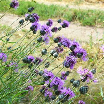 Ketokaunokki (siemenet) - Centaurea scabiosa