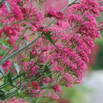Punavirma - Centranthus ruber