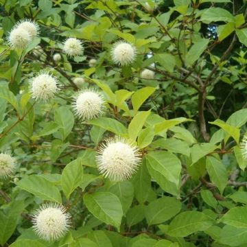 Nappipensas - Cephalanthus occidentalis